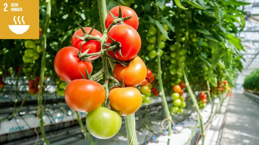 Afbeelding SDG doel geen honger.